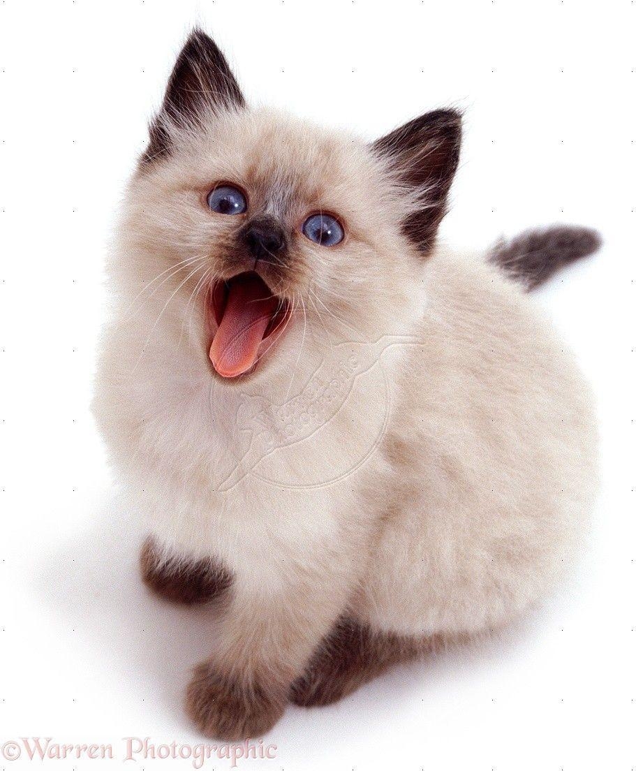 920x1110 Siamese Kitten Picture Wallpaper HD Resolution, Phone