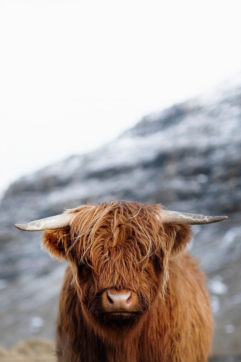 800x1200 Highland Cow Image Wallpaper, Phone