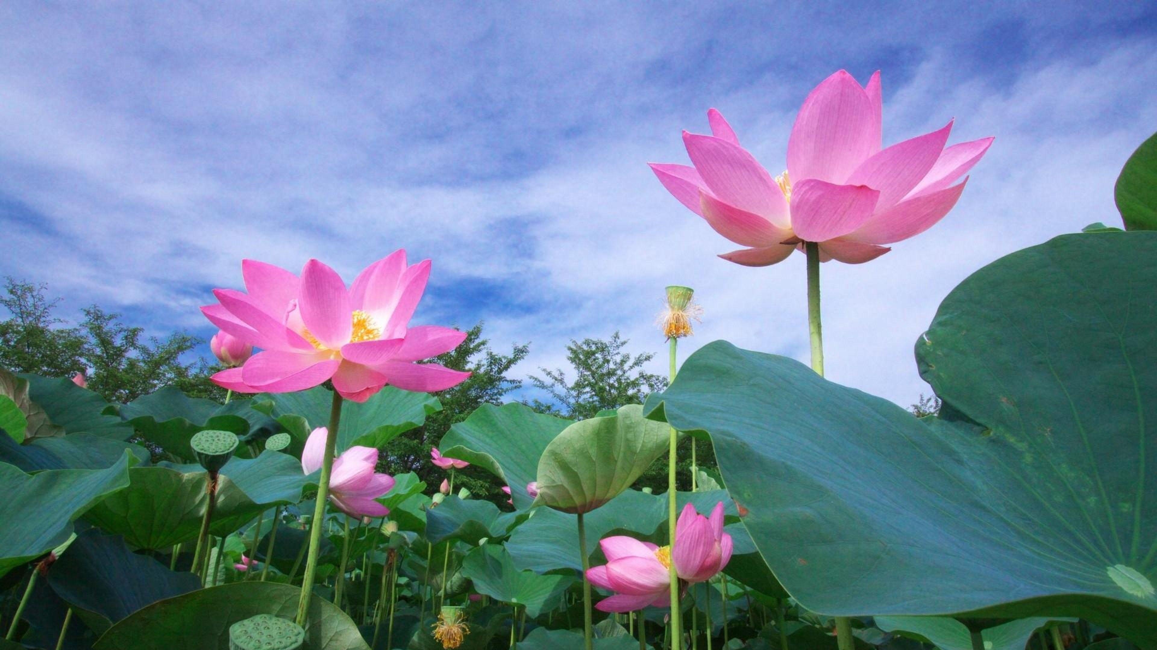 3840x2160 Pink Lotus Flowers Wallpaper 1276 3840 x 2160, Desktop