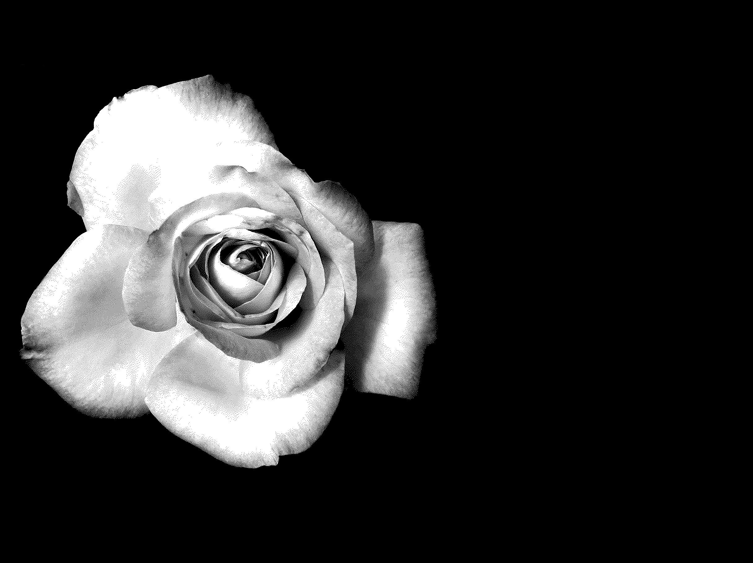 2440x1820 Free Black And White Rose Wallpaper, Download Free Clip Art, Free Clip Art on Clipart Library, Desktop