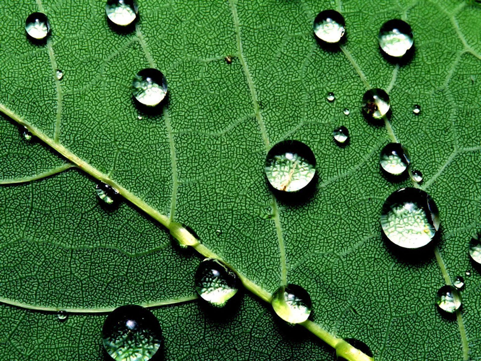 1600x1200 Water Drops Leaf Wallpaper, iPhone Wallpaper, Facebook Cover, Desktop