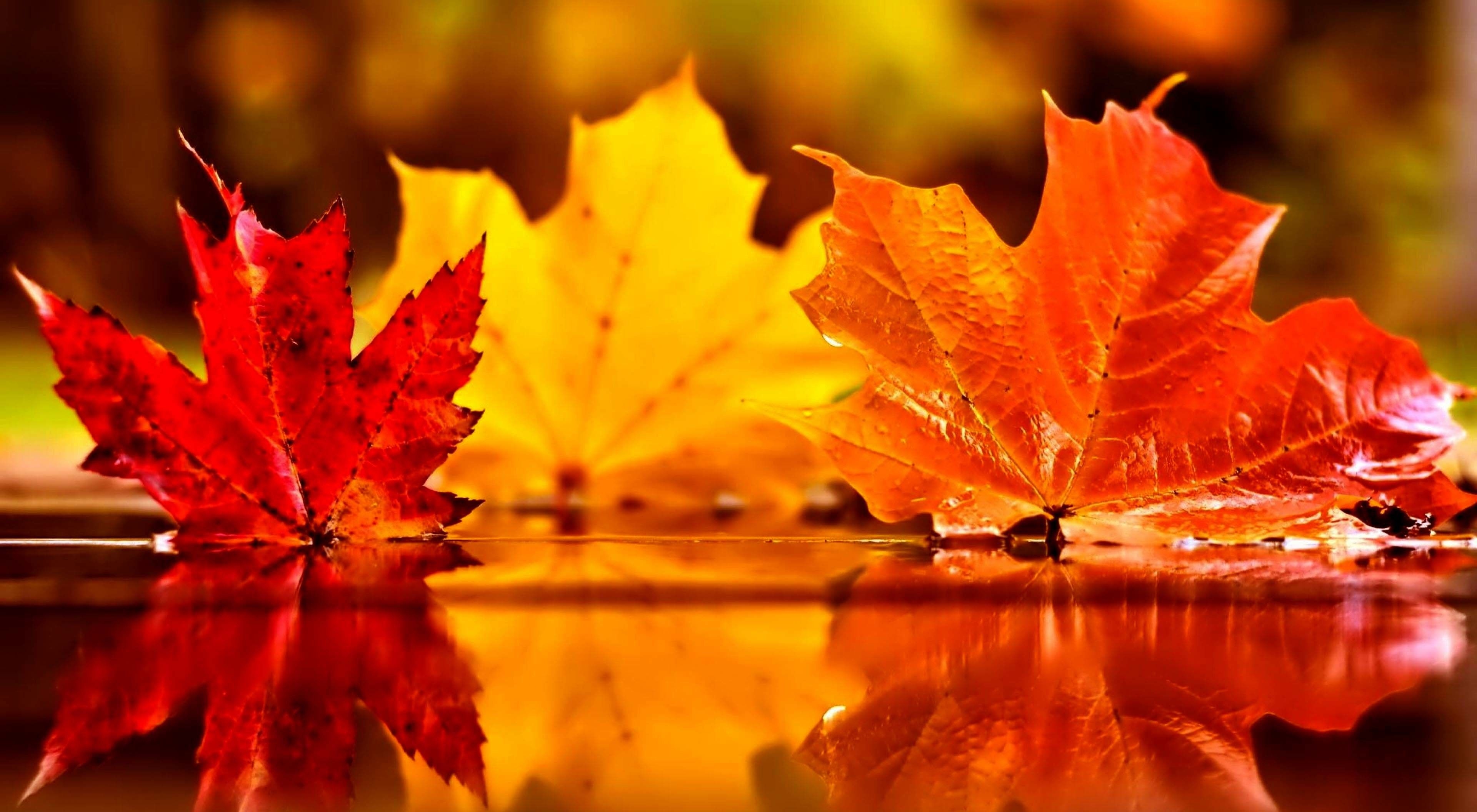 3840x2120 Autumn Pumpkin Wallpaper, Desktop