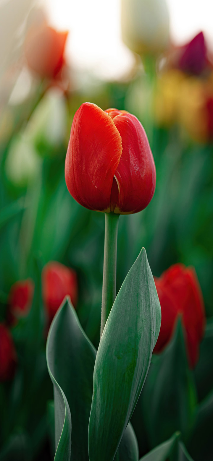 720x1560 Lovely Red Tulips In Bloom 4K Phone, Phone