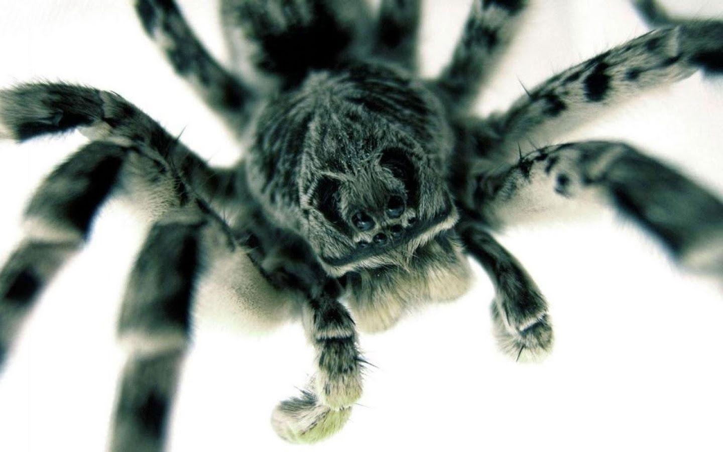 1440x900 Tarantula Live Wallpaper Apps on Google Play, Desktop