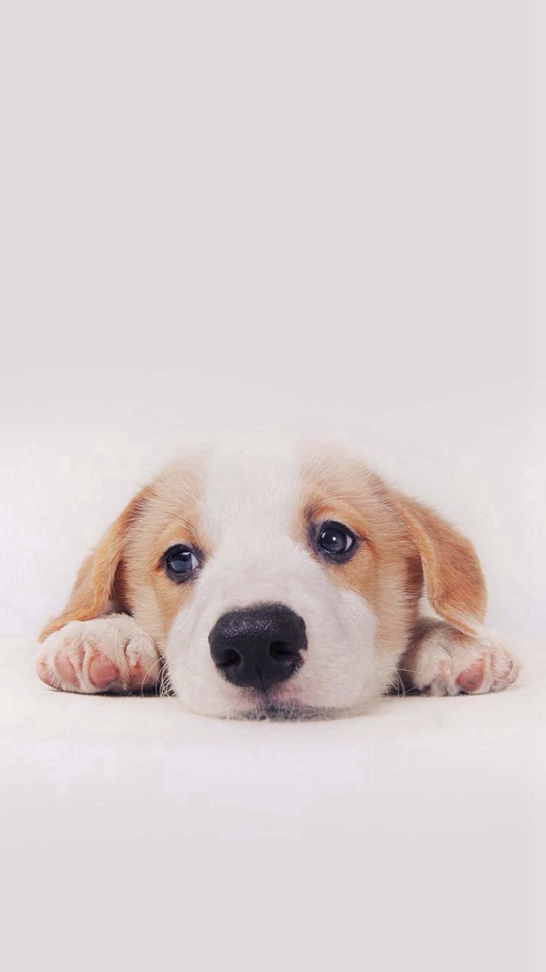 1080x1920 Cute Dog Wallpaper, Phone