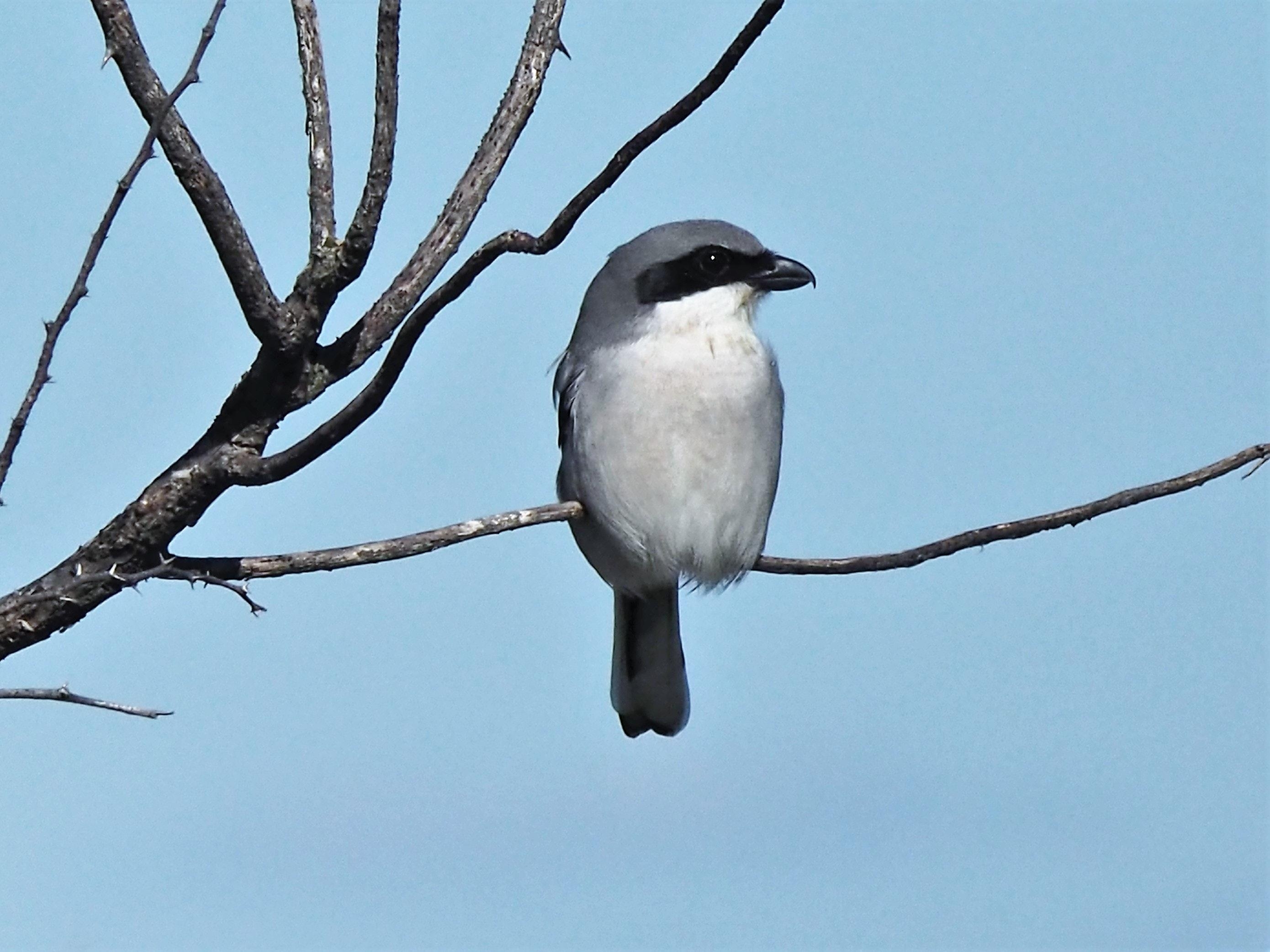 2780x2090 Free of Loggerhead shrike, nature, Desktop