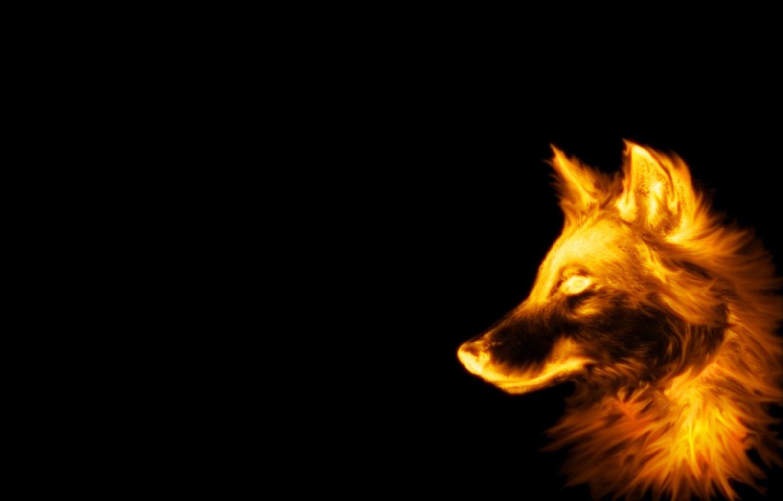 1600x1030 Wolf High Definition Wallpaper Free Download, Desktop