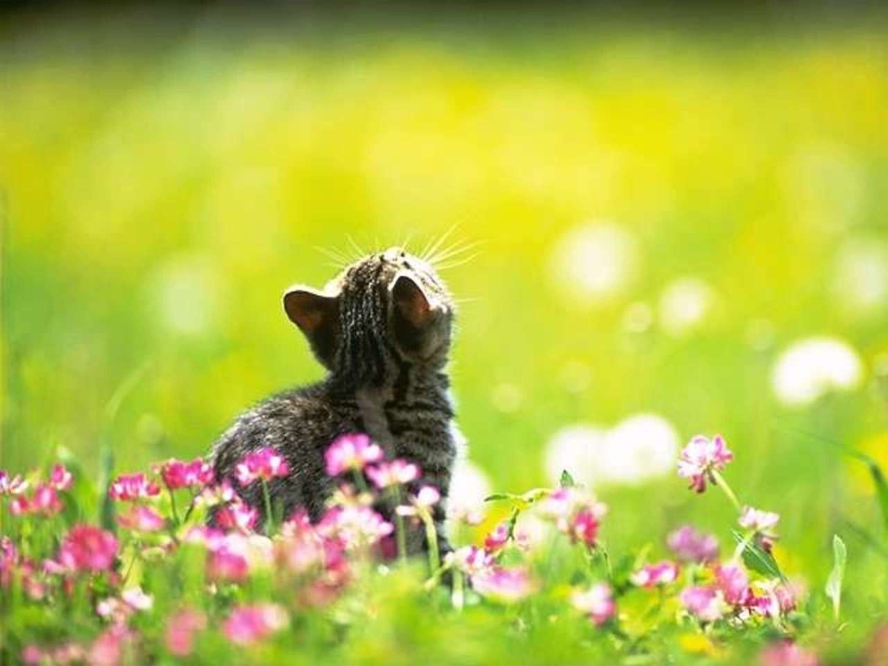 1280x960 Spring Cat Wallpaper, Desktop