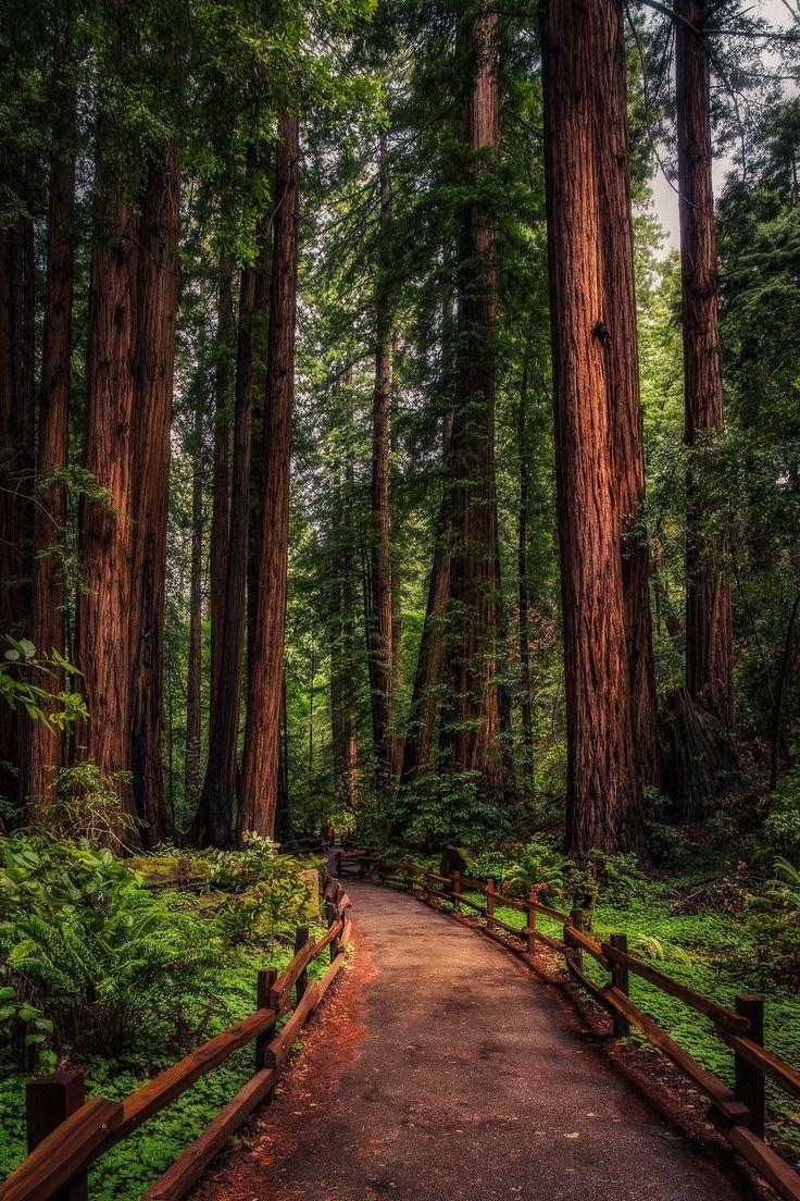 740x1110 best California Redwoods image. Nature, Phone