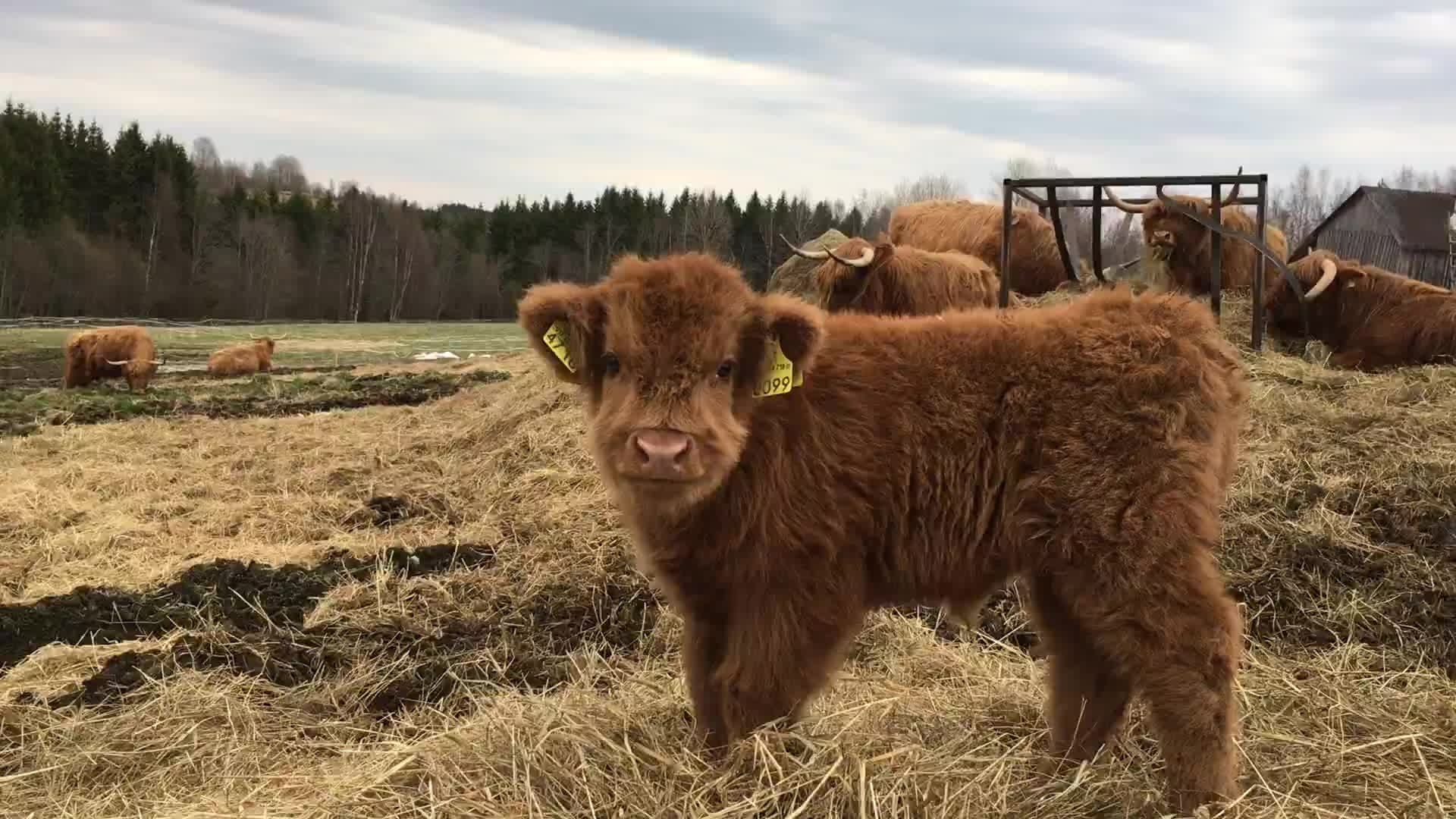 1920x1080 Scottish Highland Cattle In Finland: Osku The Fluffy Calf, Always Ready For Some, Desktop