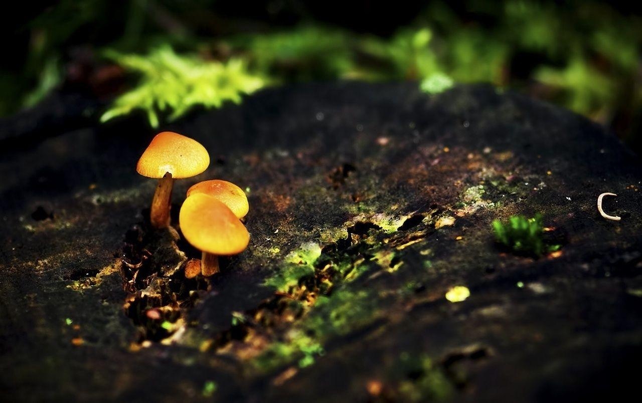 1280x810 Mushrooms wallpaper. Mushrooms, Desktop