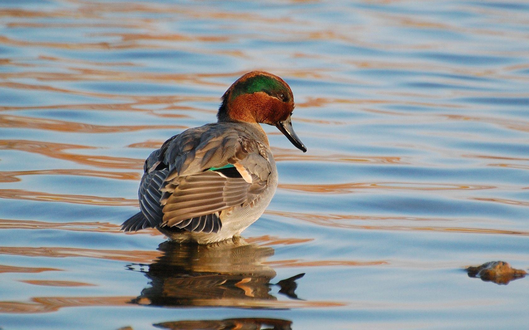 1680x1050 Suzanne Britton Nature Photography: Waterfowl Wallpaper Only, Desktop