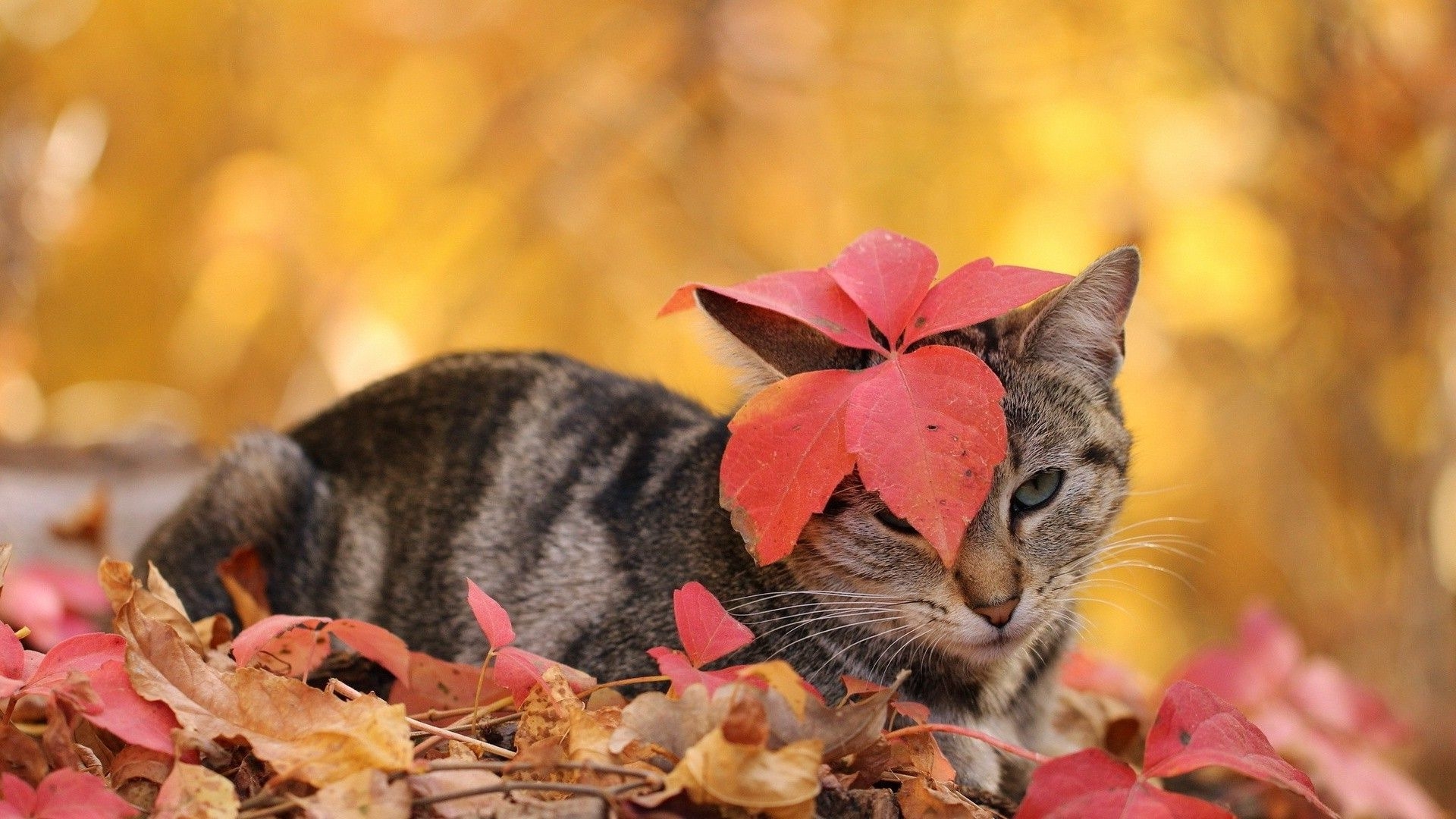 1920x1080 Cat in autumn leaves, Desktop