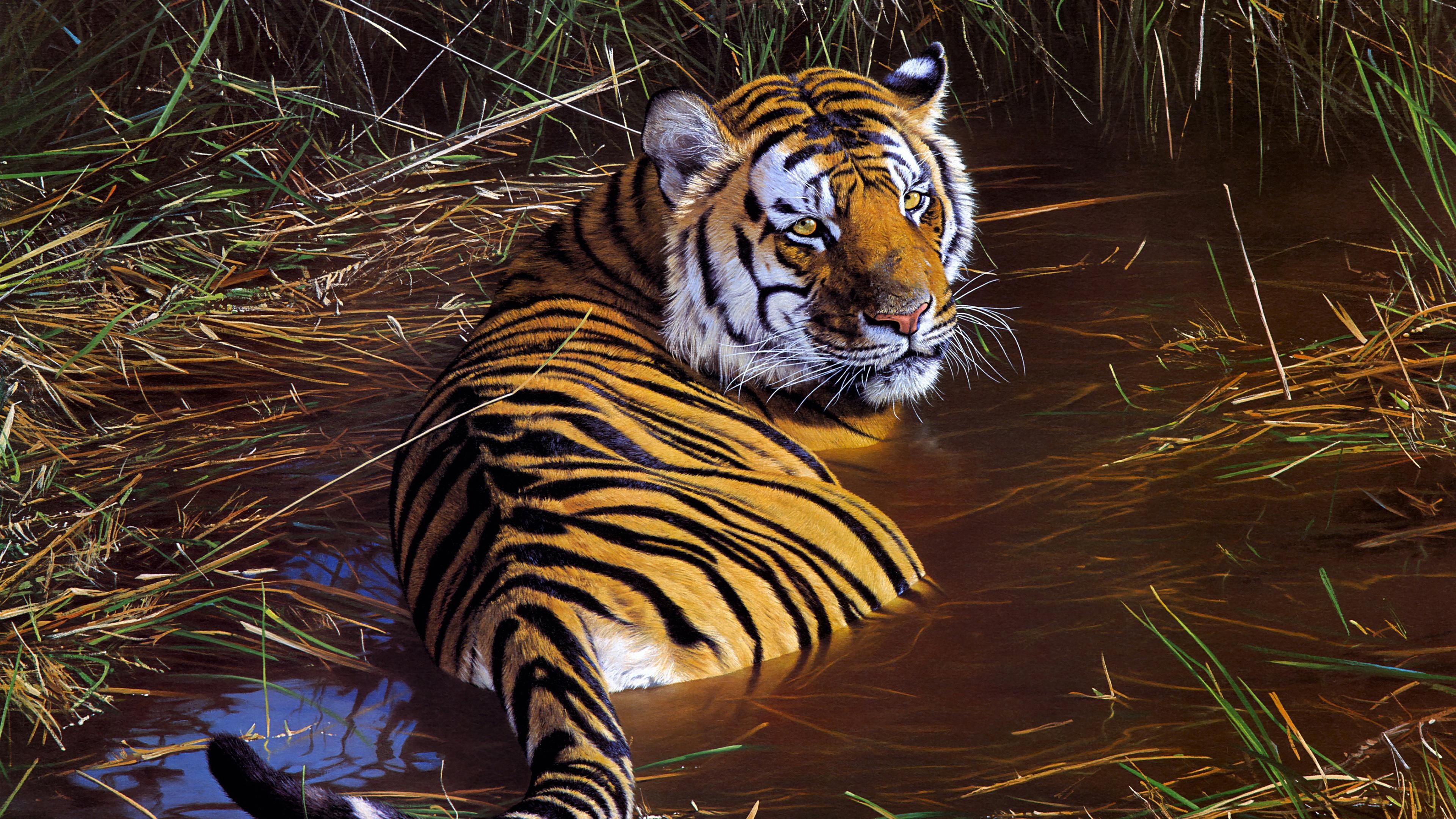 3840x2160 Tiger Wildlife Artwork 4K Wallpaper, Desktop