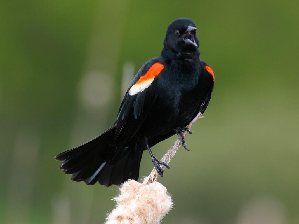 1030x770 The Red Winged Blackbird Is A Sure Sign Of Spring When They, Desktop