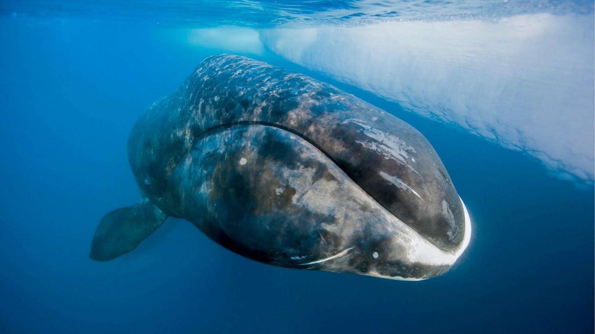 1920x1080 Bowhead Whale #Wallpaper, Desktop