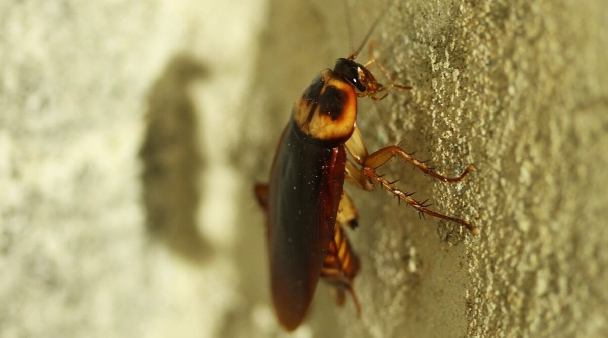 1200x670 Brisbane Student Offers $20 to Anyone Who Can Kill 'Abnormally Large' Cockroach in His Kitchen, Desktop