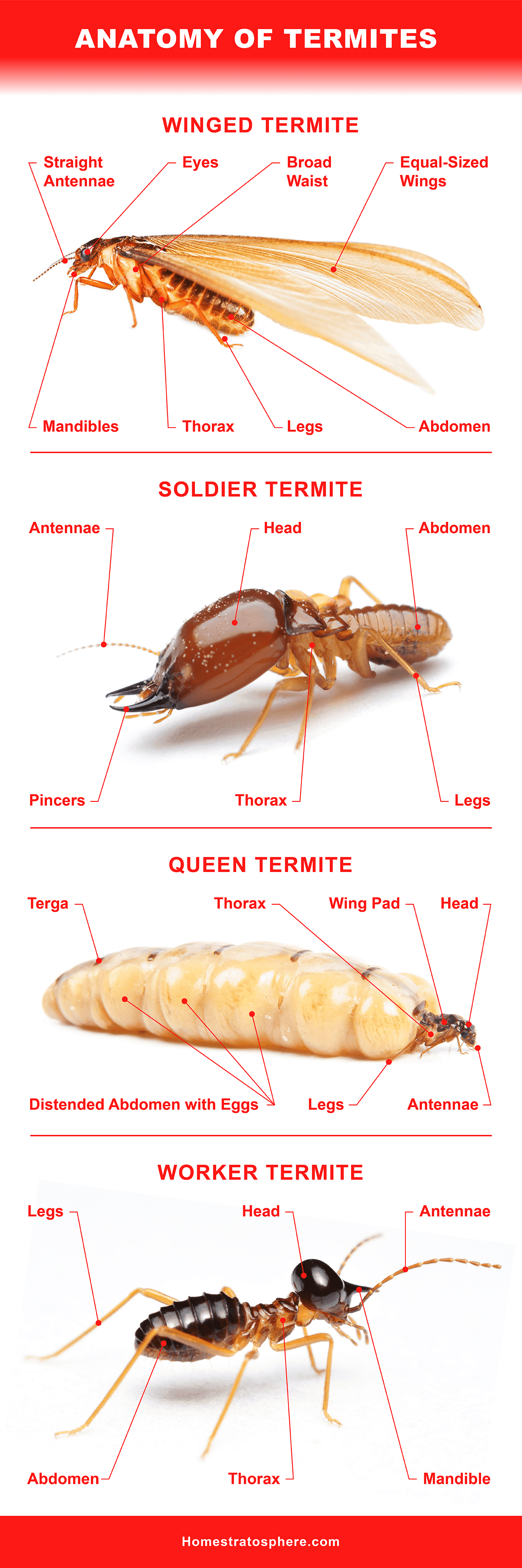 1200x3600 Different Types of Termites Eating Houses All Over the World, Phone