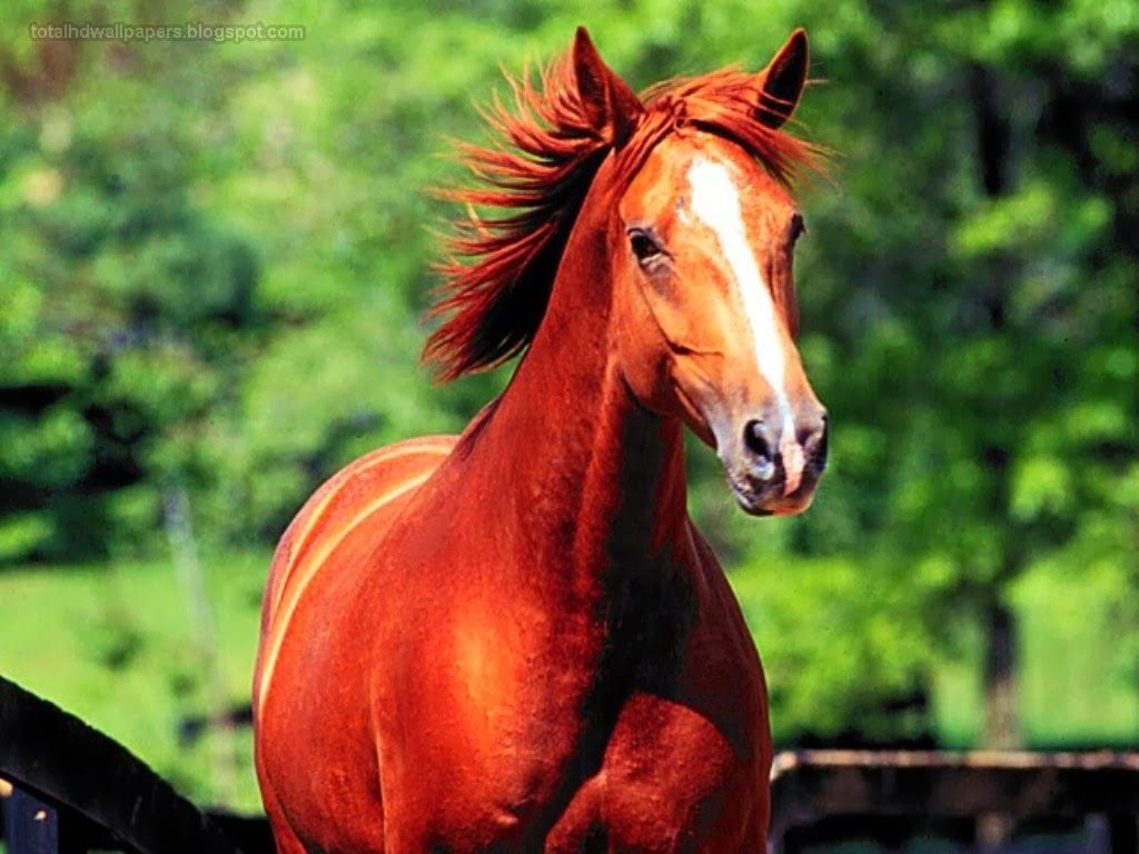 1030x770 Awesome Photo: horse wallpaper hd, horses picture for Facebook, Black Horses, white Horses picture Red Horses Picture, Beautiful Horses, horse in water picture, Desktop