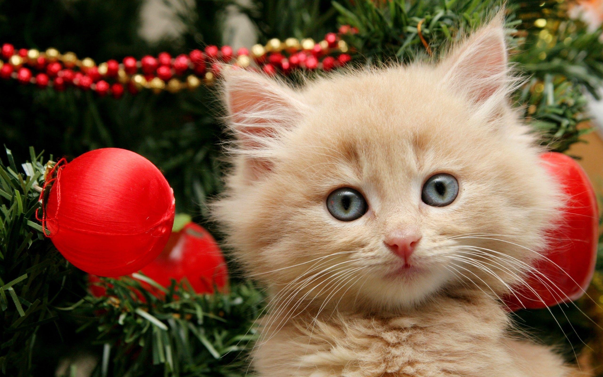 2560x1600 Merry Christmas kitten wallpaper background. Cute Kittens, Desktop