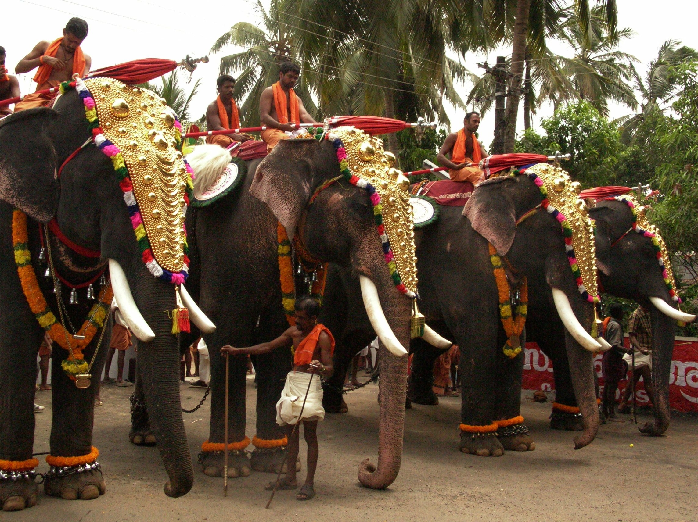 2290x1720 Temple Elephants Are Admired For Their Height And The Park In Kerala Wallpaper & Background Download, Desktop