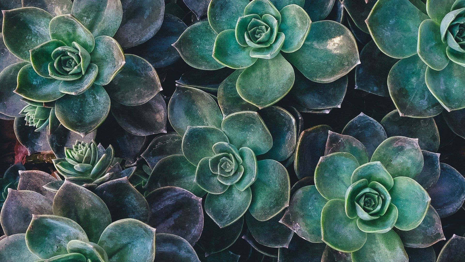 1920x1080 Plant Aesthetic Laptop Wallpaper Free Plant Aesthetic, Desktop