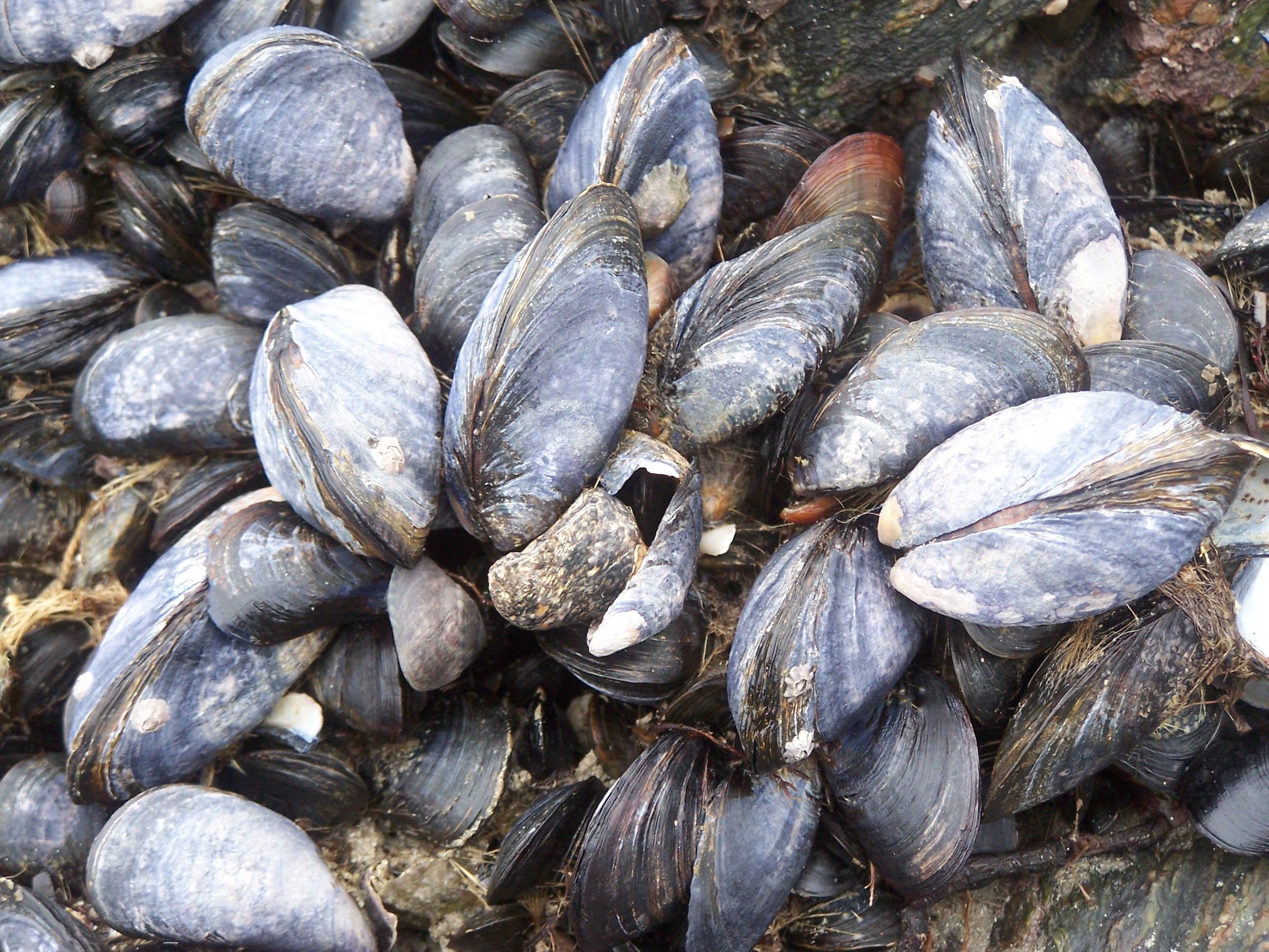 2580x1940 Black Sea Mussels Wallpaper High Quality, Desktop