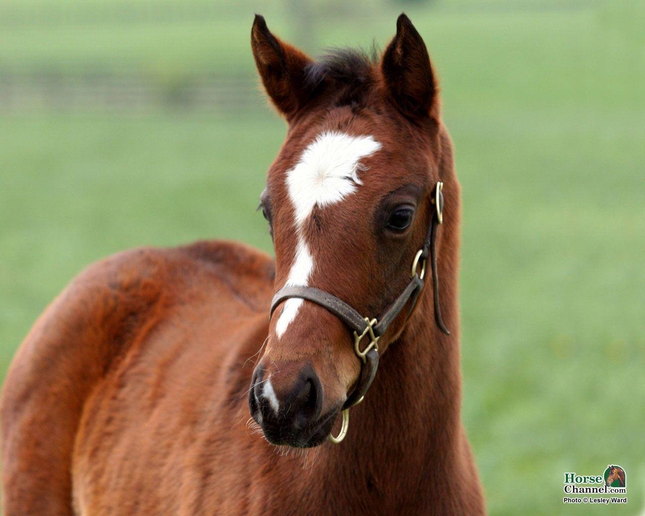 1280x1030 Springtime Foal Screensaver and Desktop Wallpaper, Desktop