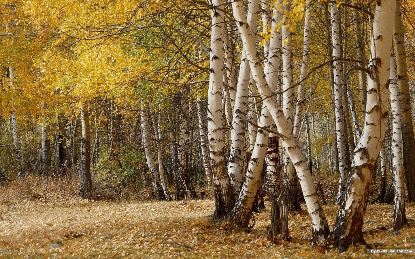 1440x900 Birch Tree wallpaperx900, Desktop