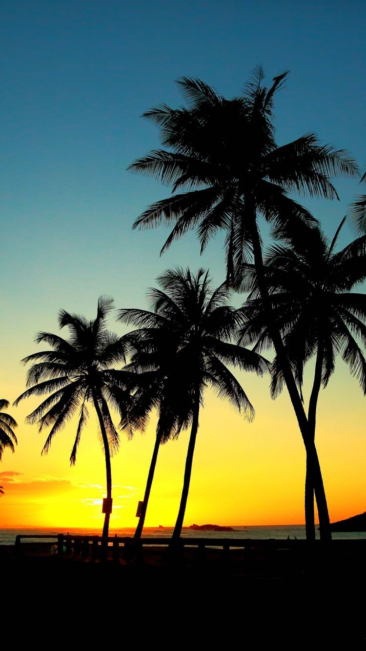 750x1340 Palm Tree Sunset Wallpaper For Phone.itl.cat, Phone