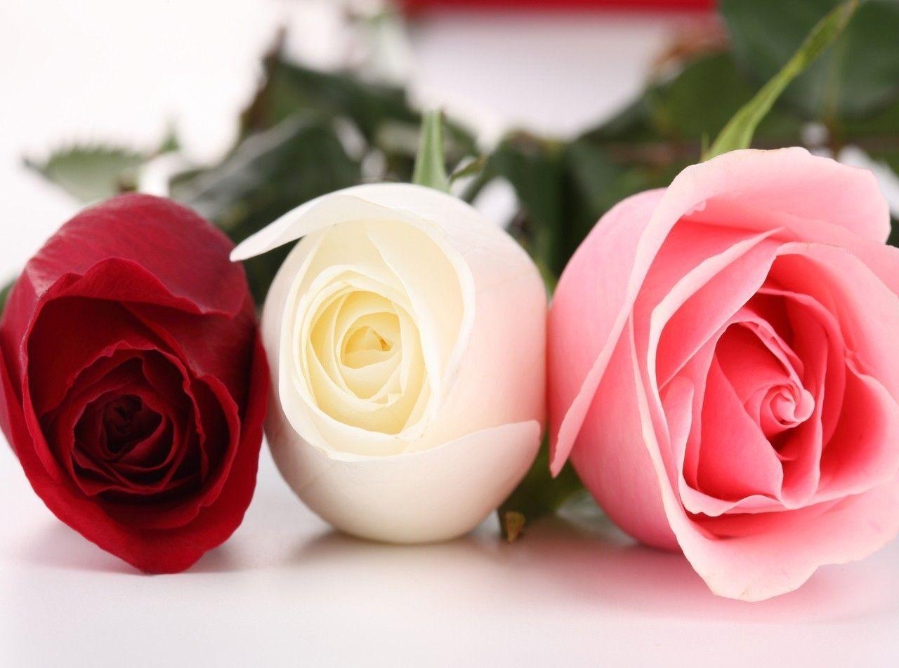 1280x960 Pink Roses Picture. Flowers Picture. Flowers Wallpaper. Red, Desktop