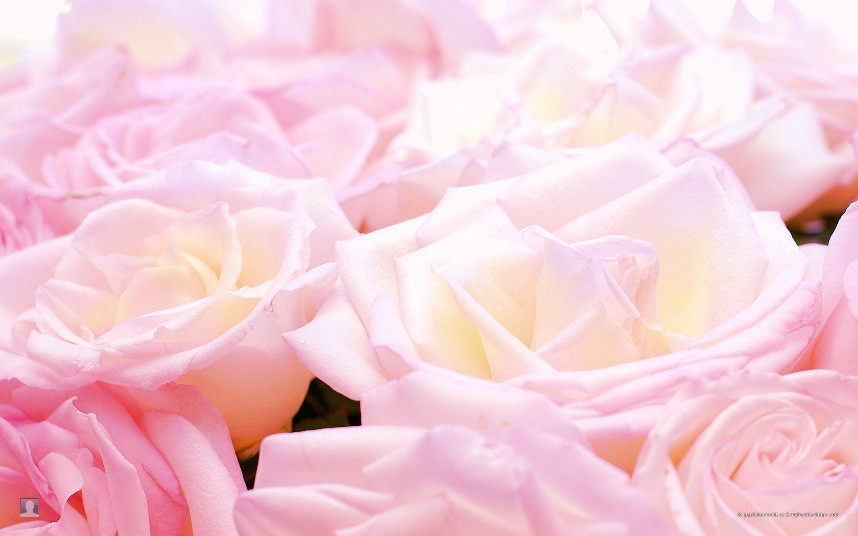 1680x1050 Pretty Roses, Desktop