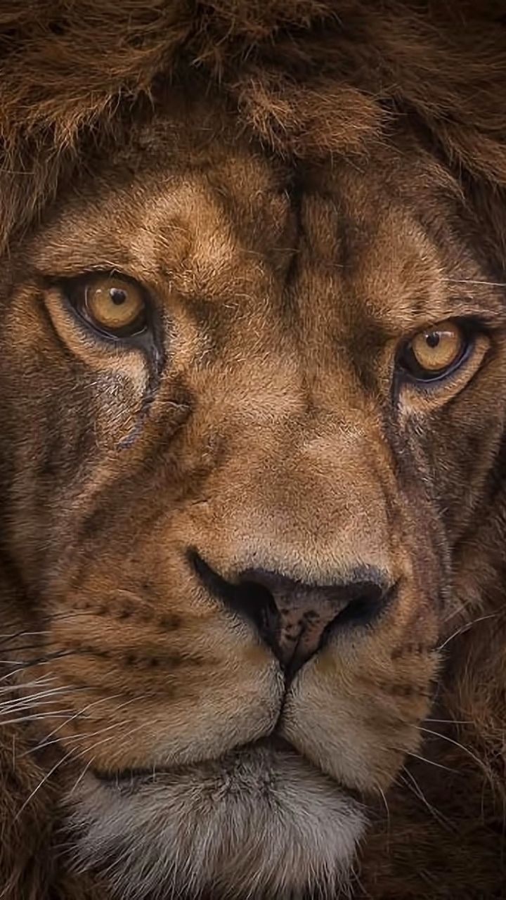 720x1280 Animal Lion () Wallpaper, Phone