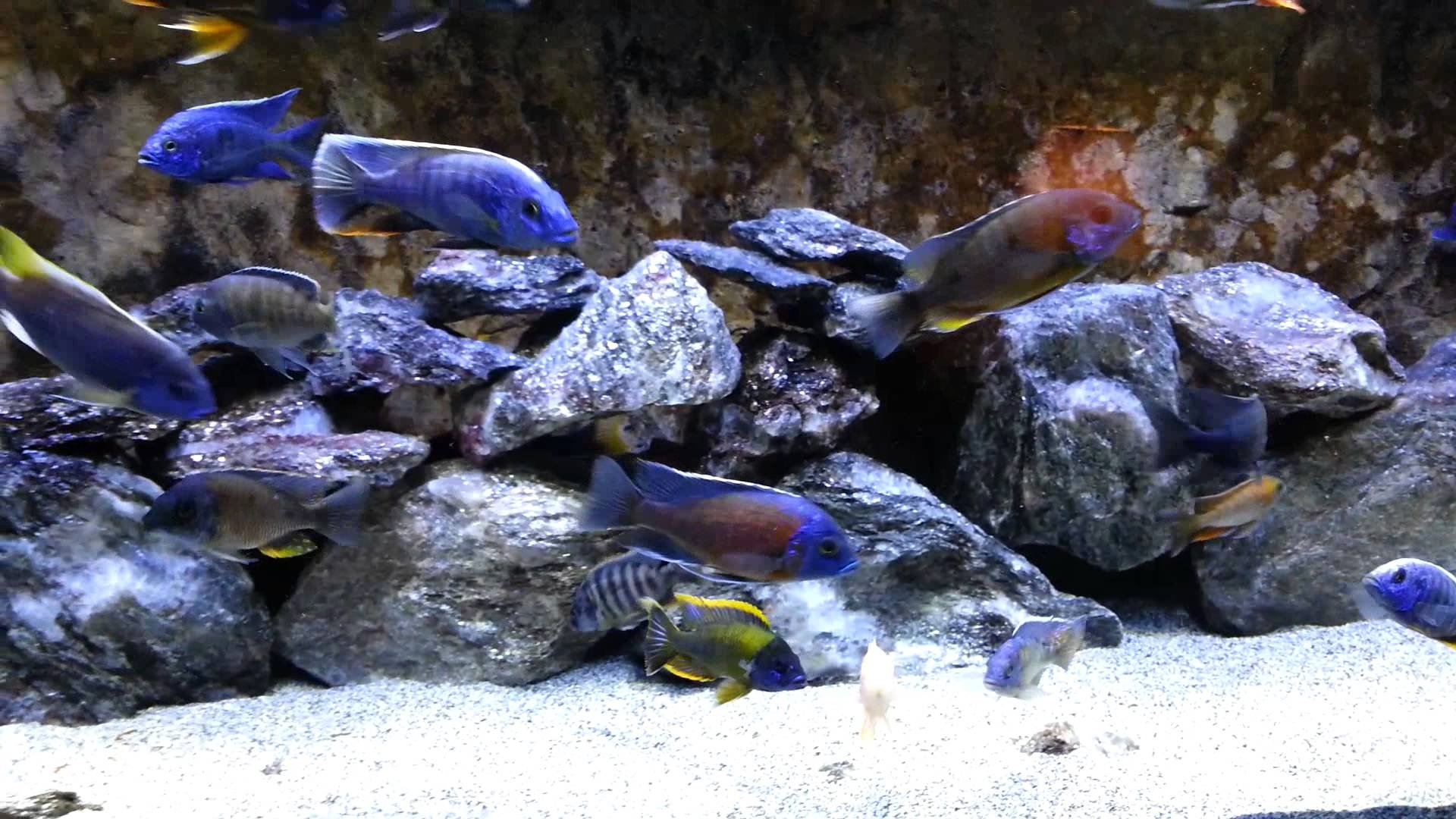 1920x1080 Back in the 120 show tank Lake Malawi cichlids, Desktop