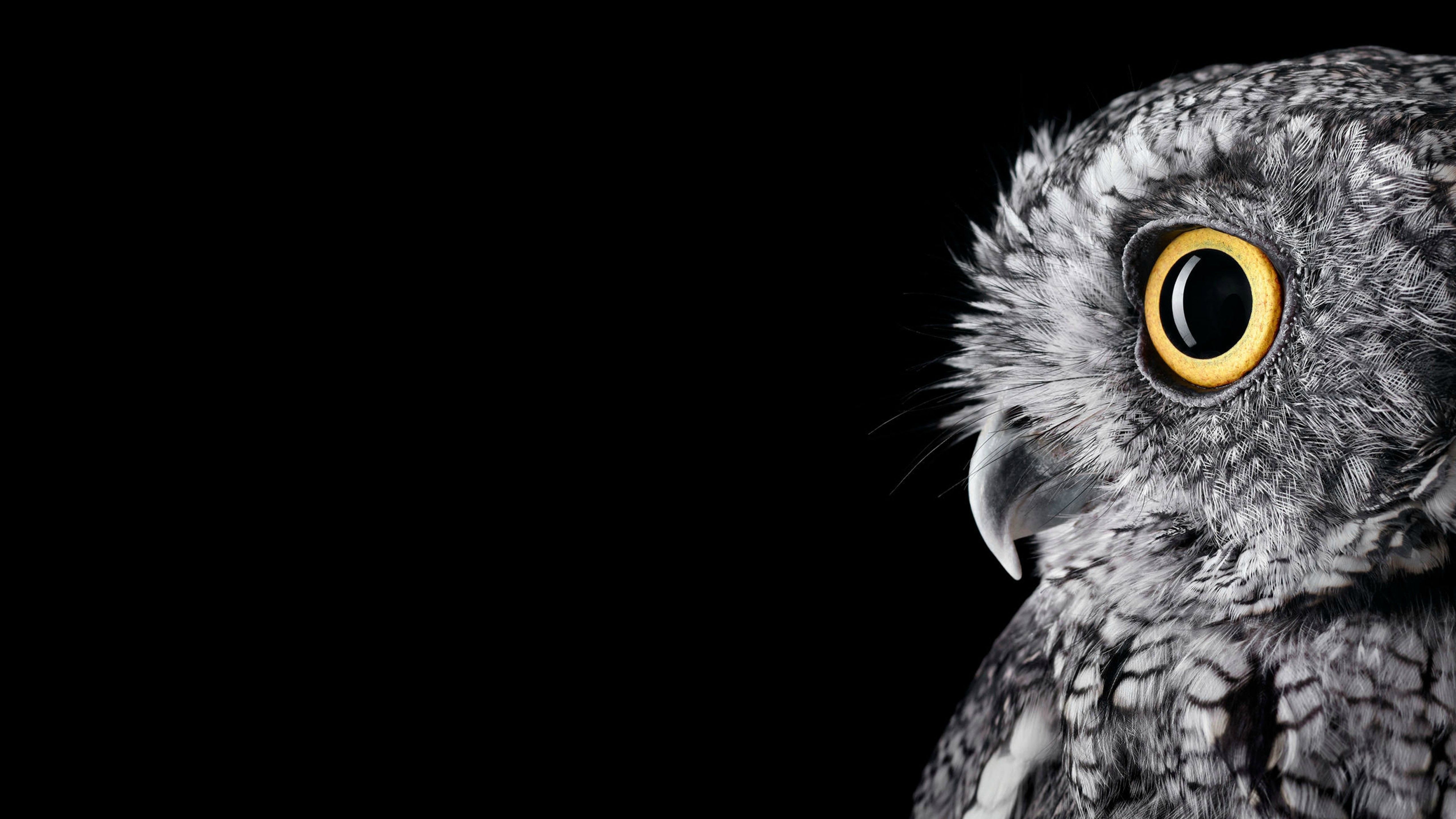 5120x2880 Owl Wallpaper Free Owl Background, Desktop