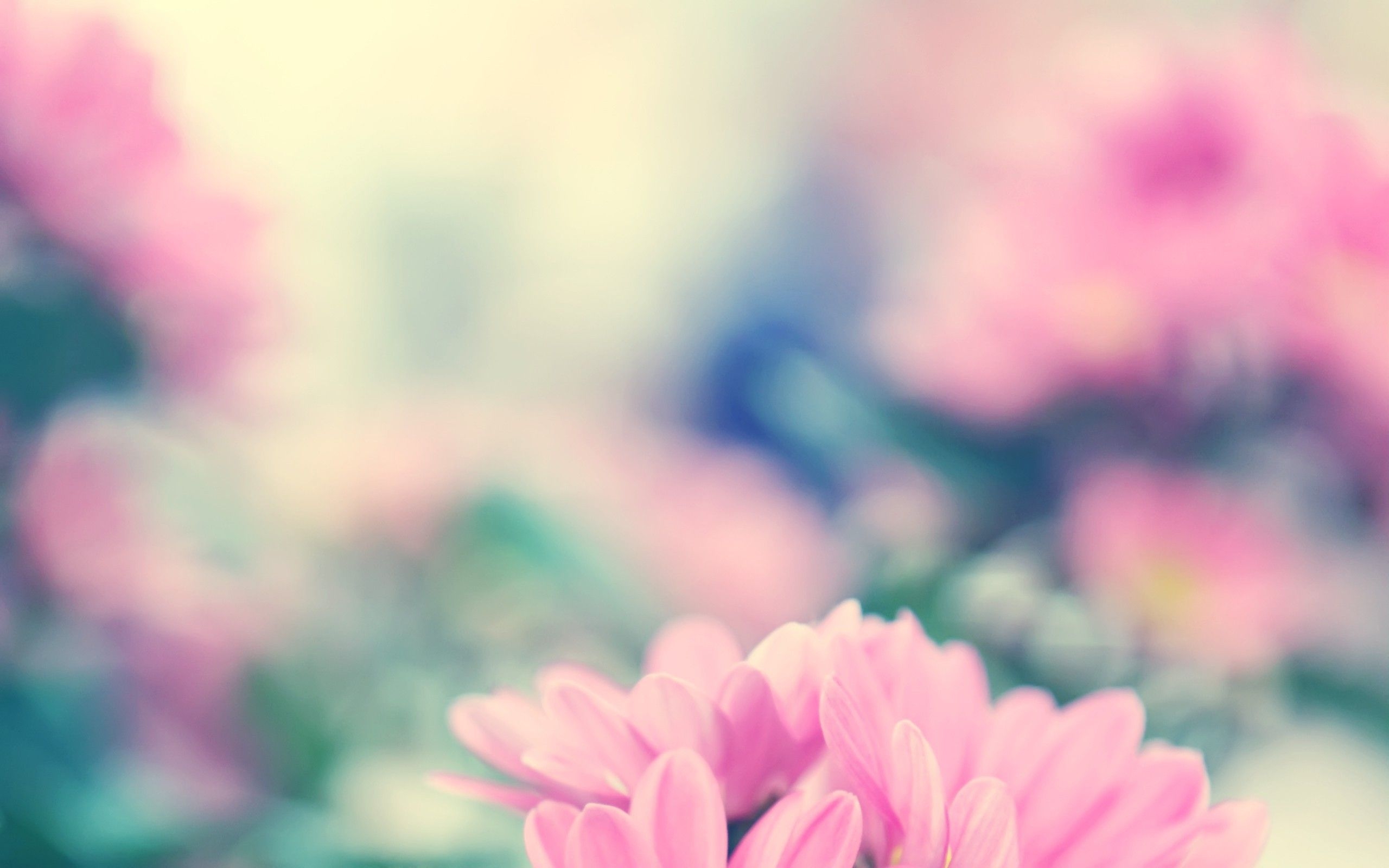 2560x1600 Spring Flowers YouTube Channel Cover, Desktop