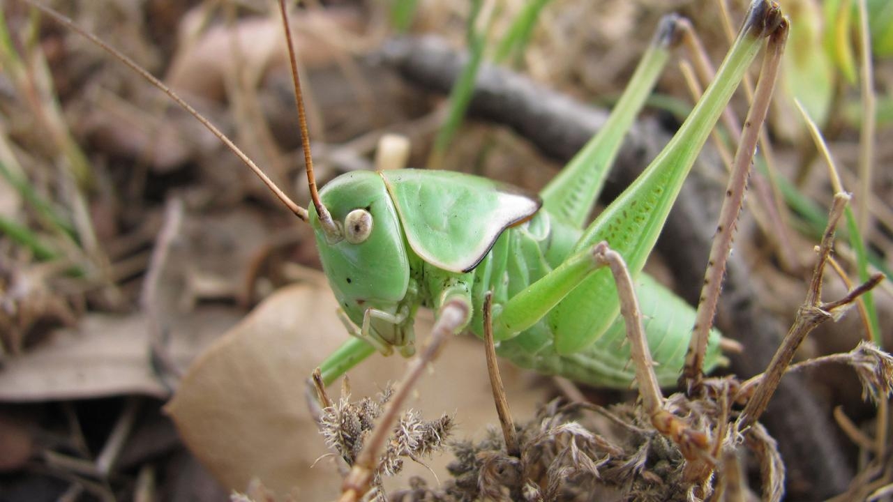 1280x720 Do Crickets Bite: Common Symptoms & Treatment, How to Get, Desktop