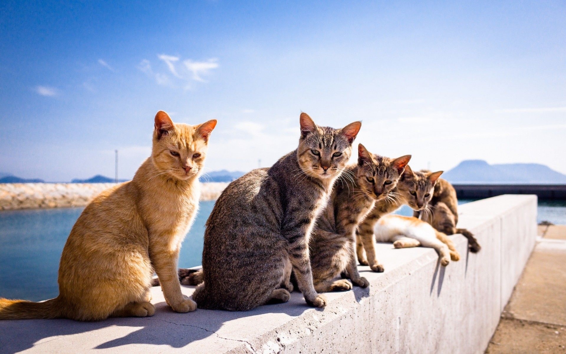 1920x1200 Cats relaxing at summer wallpaper download. Wallpaper, Desktop