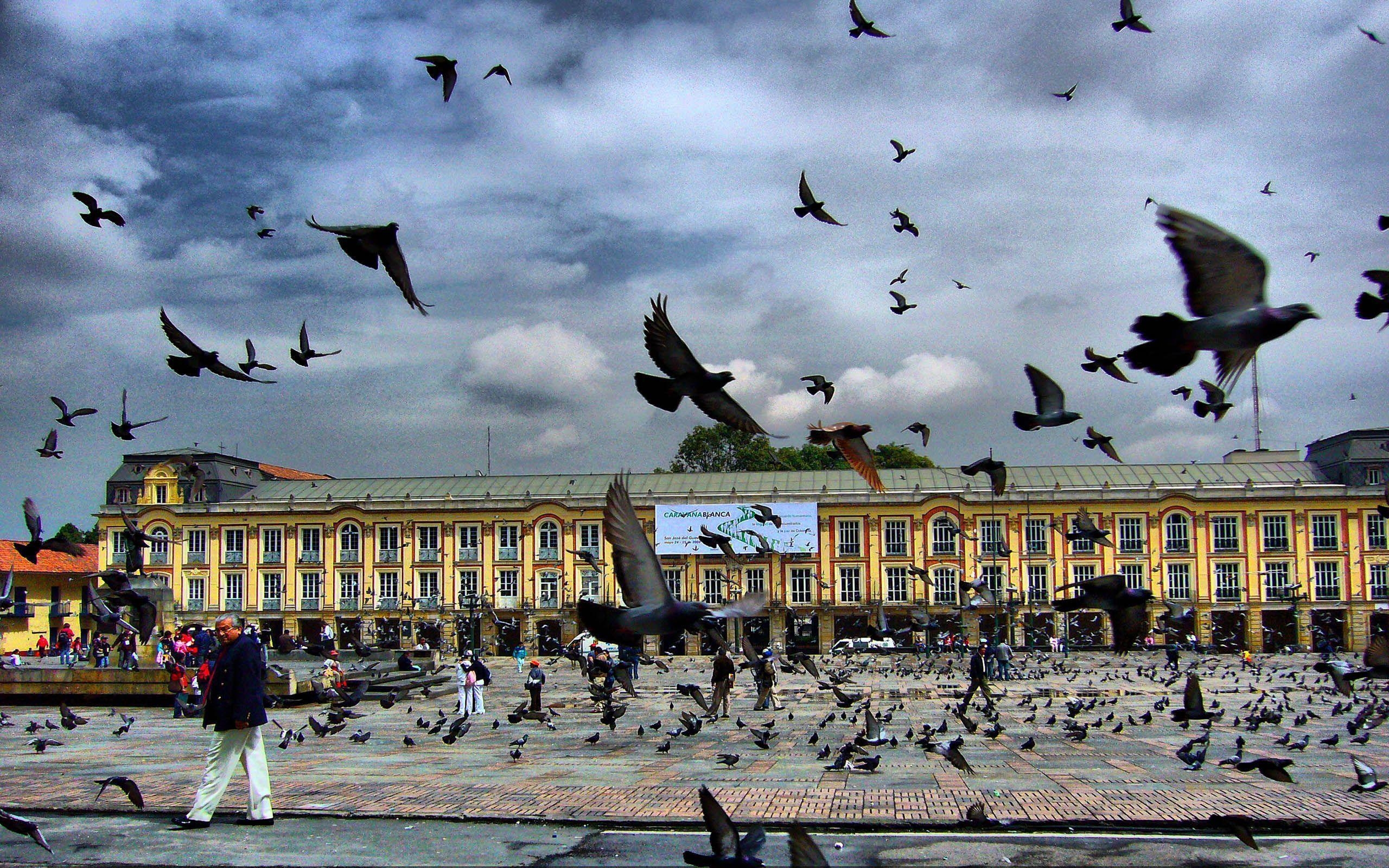 2560x1600 Square Pigeon Bogota Colombia Free Download from zet Wallpaper, Desktop