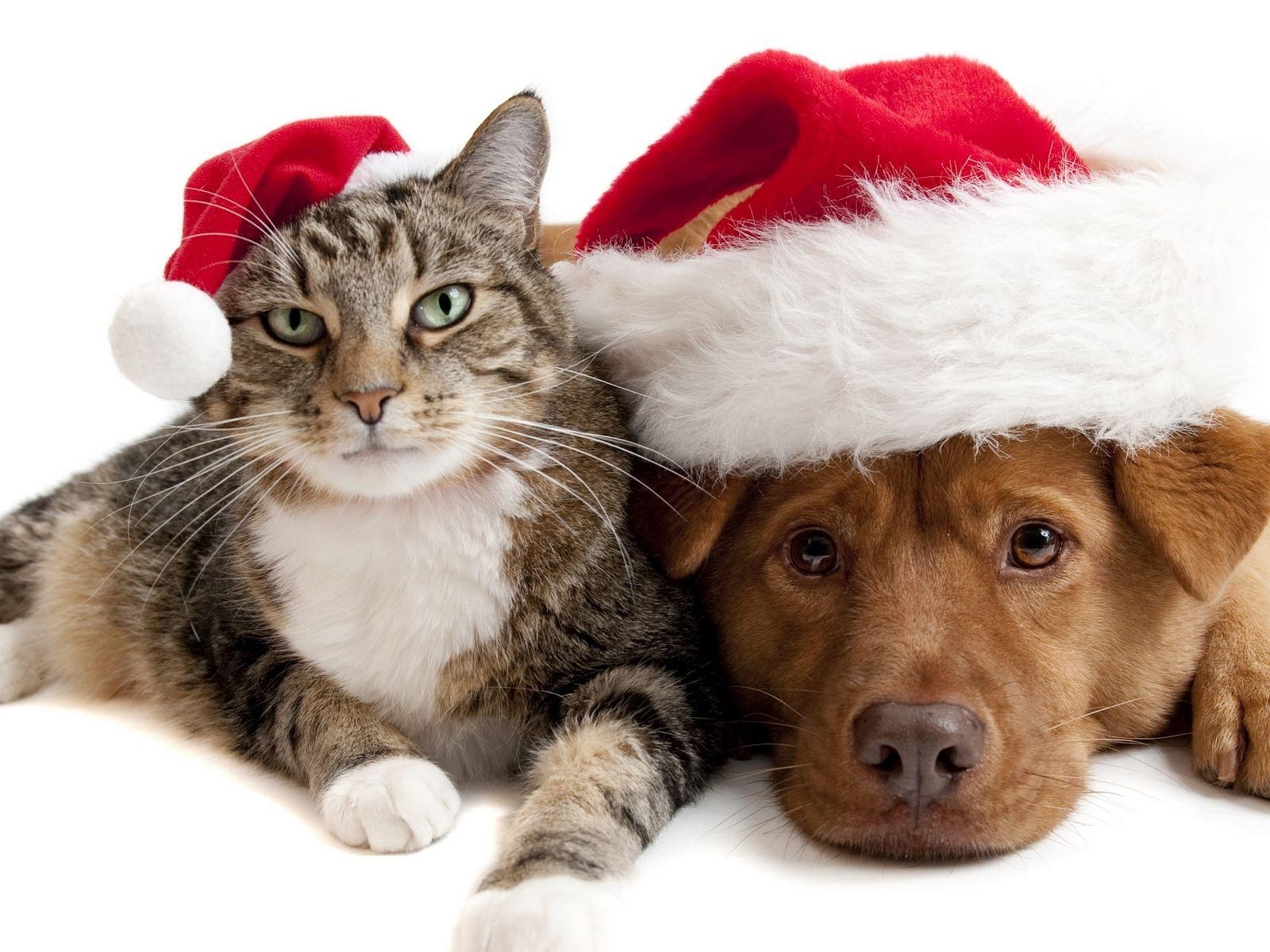 1600x1200 Download wallpaper  cat, dog, christmas hat standard 4:3 HD, Desktop