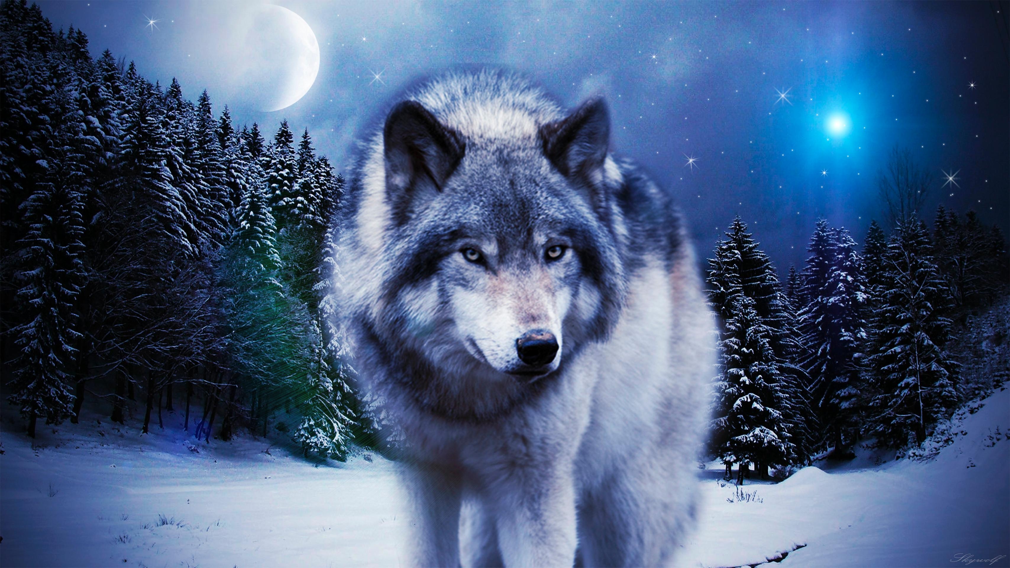 3420x1920 Wolf In The Winter Wallpaper & Background Download, Desktop