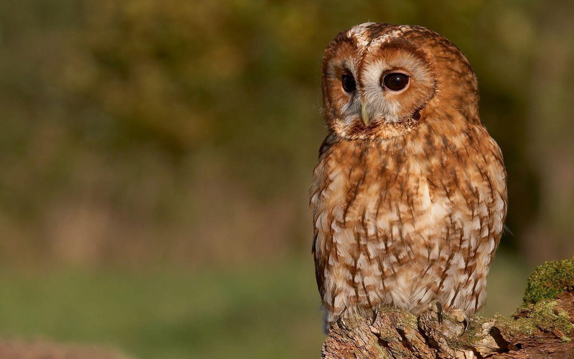 1920x1200 Barn Owl Wallpaper, Desktop