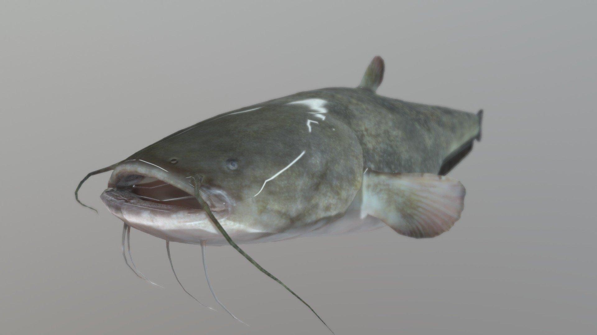 1920x1080 Catfish Rigged. Fish 3D Model, Desktop