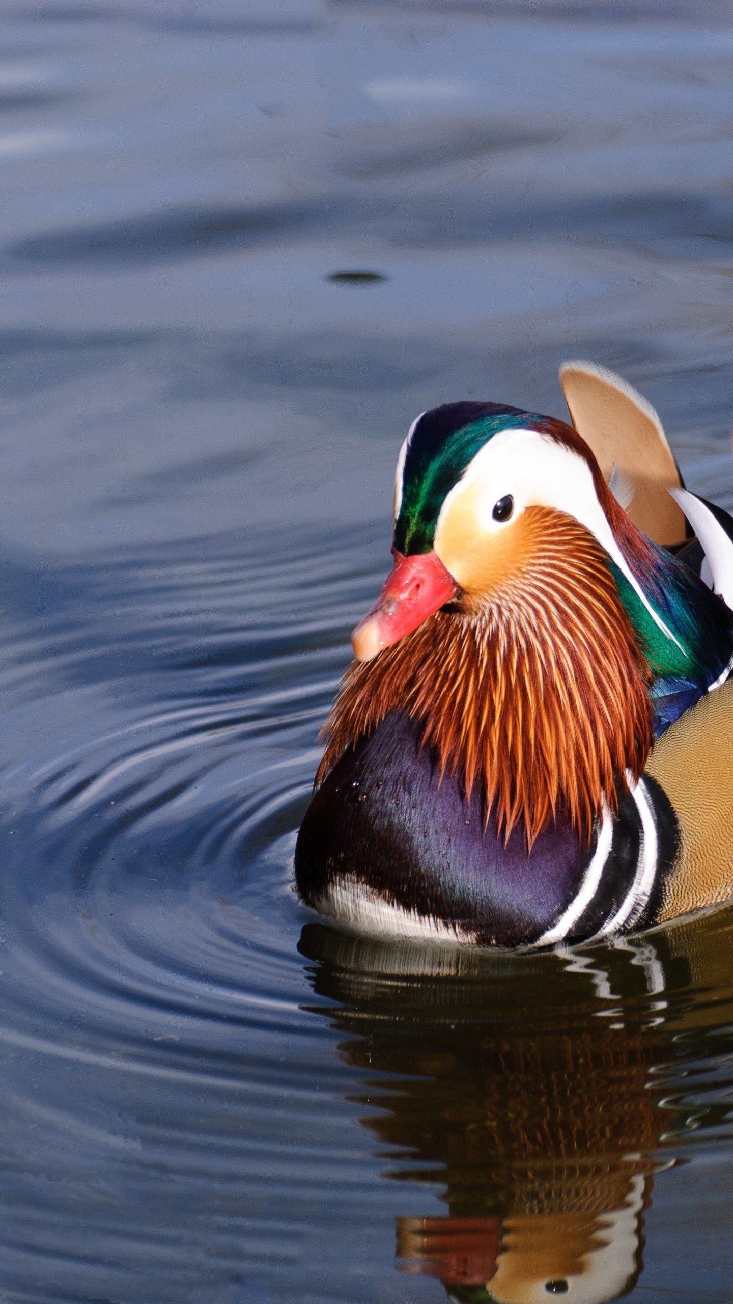 1440x2560 Wallpaper mandarin duck, china, water, lake, tourism, animal, bird, Animals, Phone