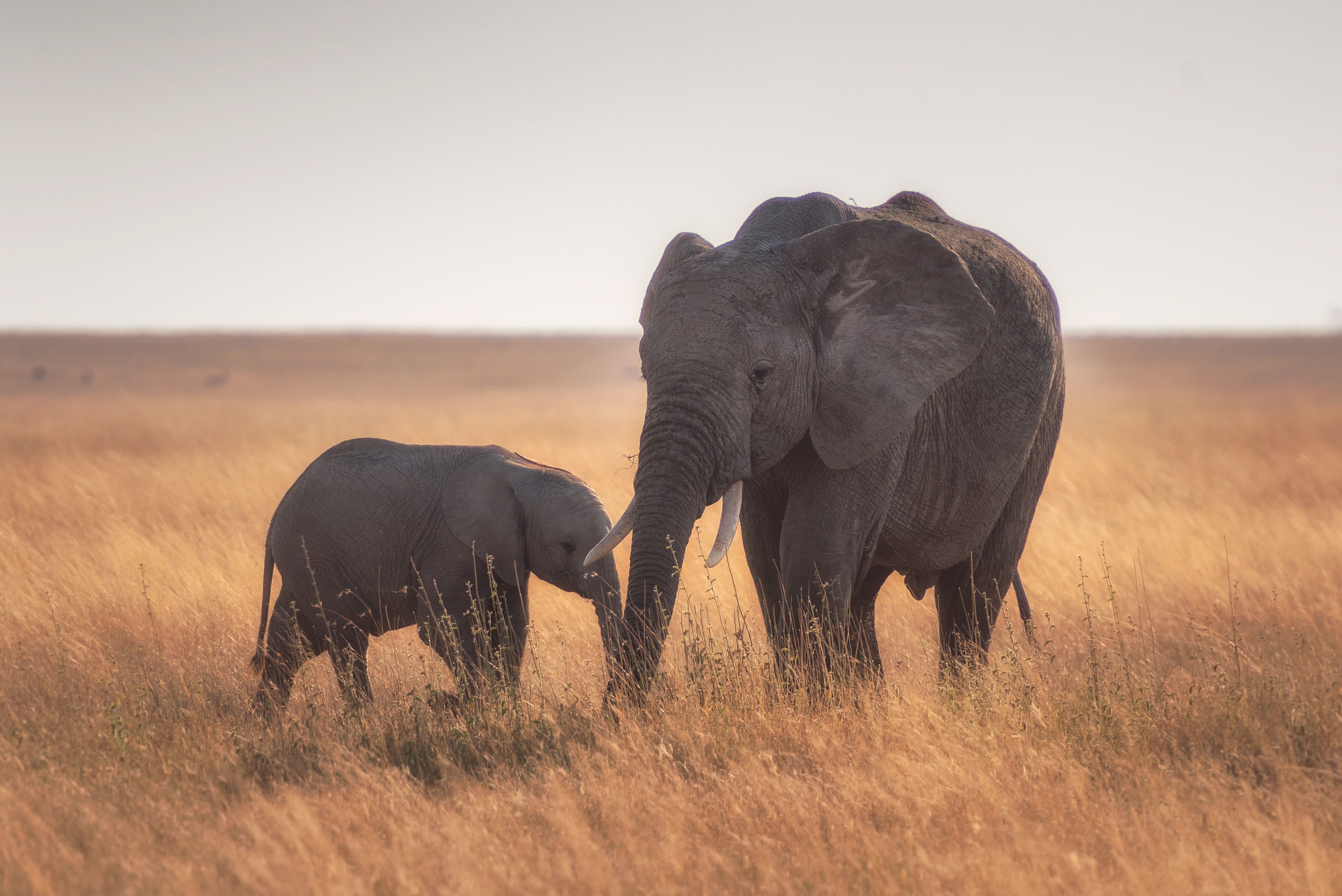 3910x2610 Wallpaper 4k Mother Baby Elephant 4k Mother Baby Elephant 4k wallpaper, Desktop