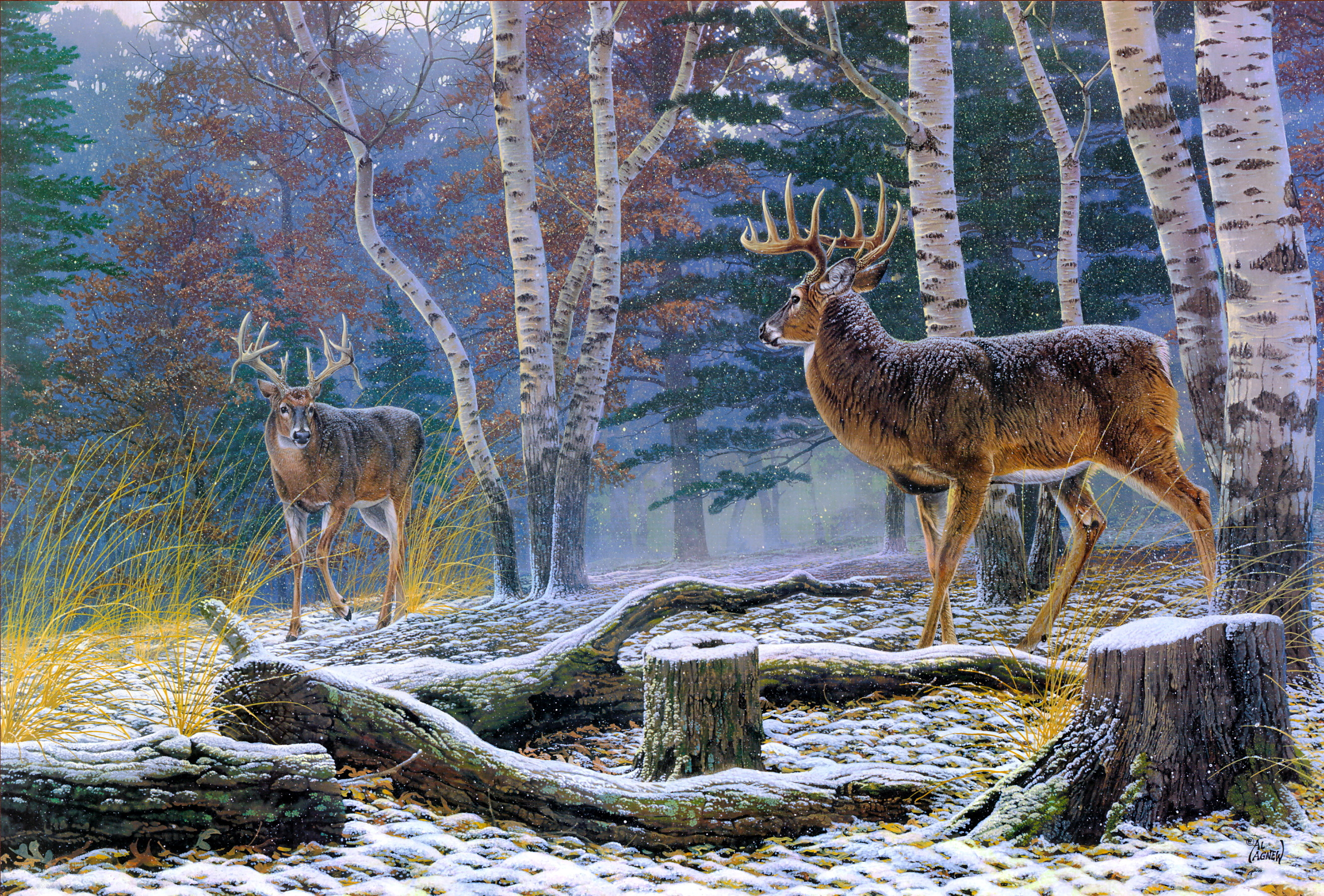 2650x1790 Deer HD Wallpaper, Desktop