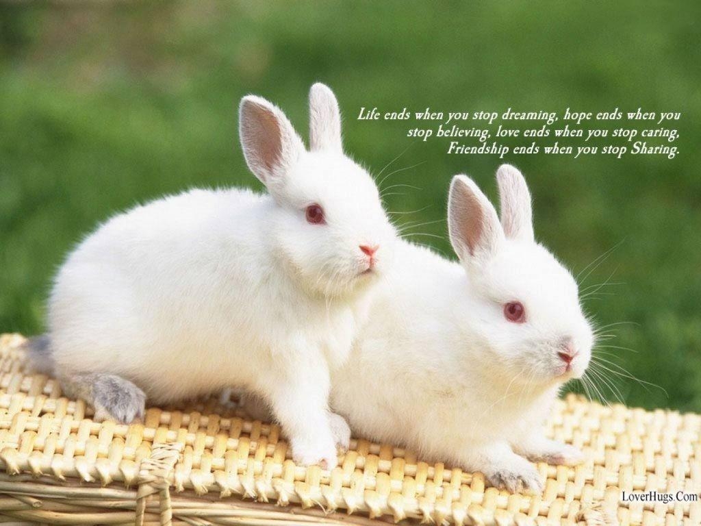 1030x770 Cute Baby Bunny Wallpaper Wallpaper (1707) ilikewalls, Desktop