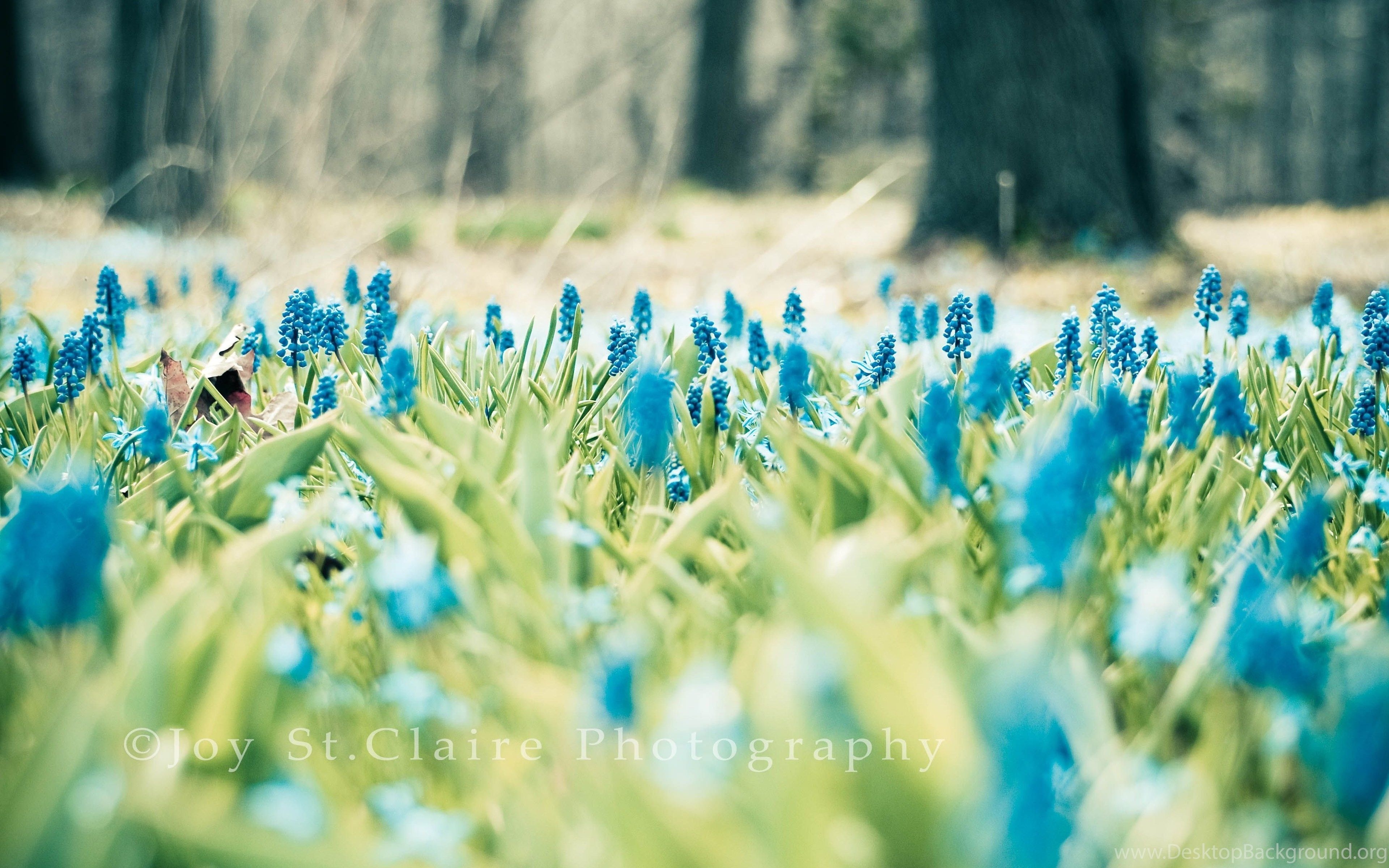 3840x2400 Oh Joy! Photography: Spring Wallpaper Freebie! Desktop Background, Desktop