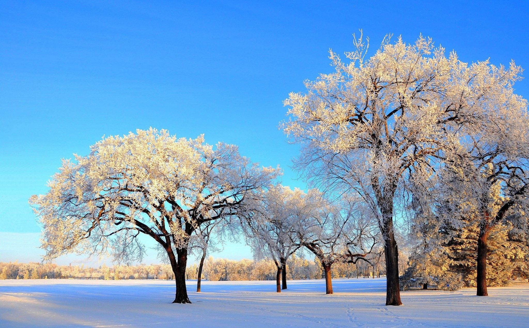 2050x1270 Winter Forest, HD Wallpaper, Snow, Natural, Download HD Wallpaper, Desktop