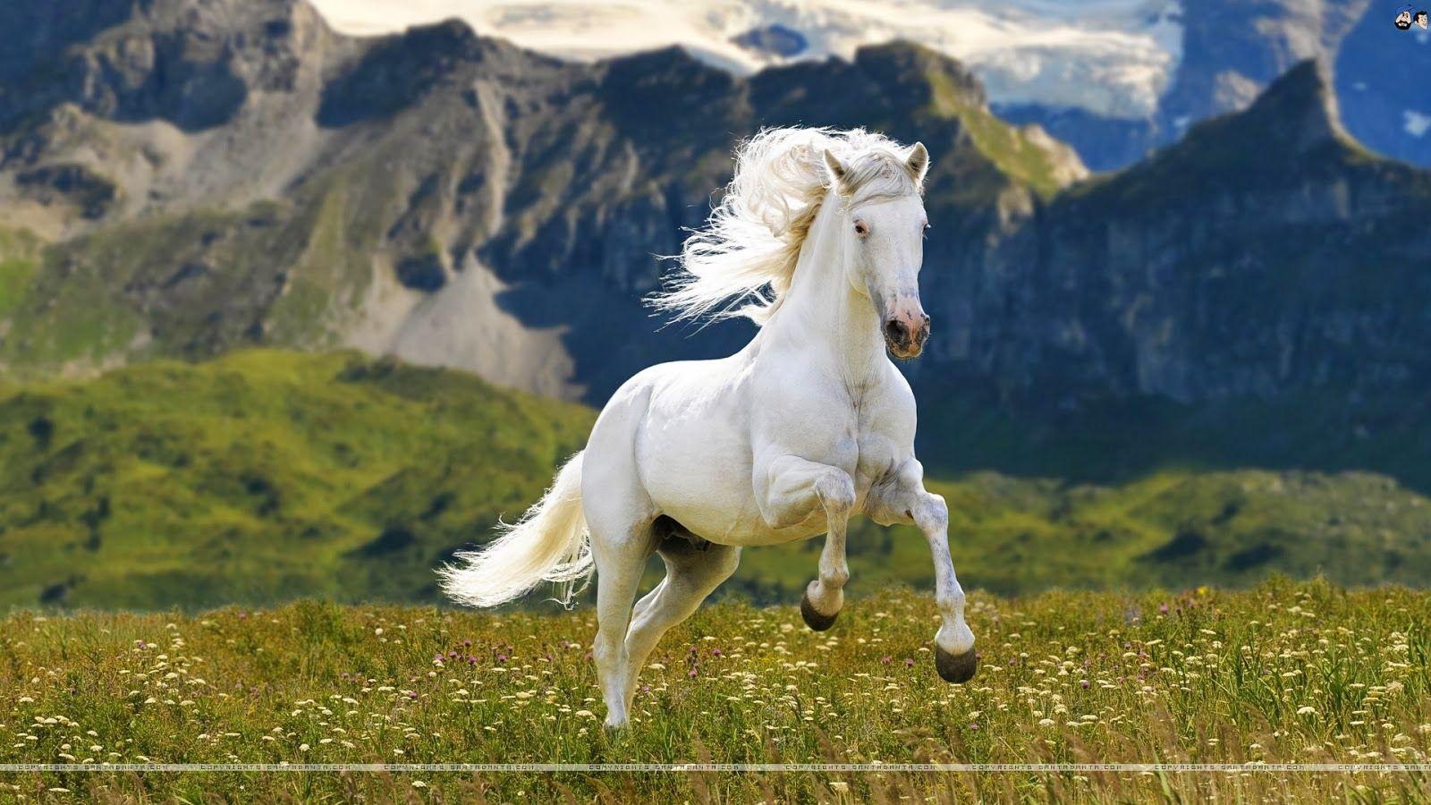 1600x900 Fresh Running Horse Wallpaper For Desktop, Desktop